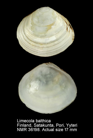 Limecola balthica (5).jpg - Limecola balthica(Linnaeus,1758)